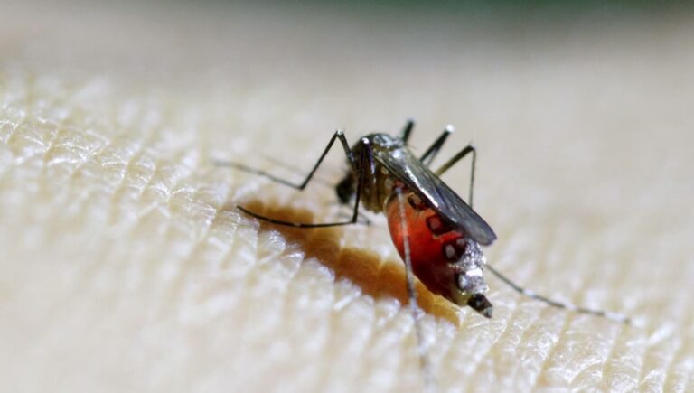 dsoden-buyuk-salgin-uyarisi-chikungunya-virusu-hizla-yayiliyor-xXCffUUW.jpg