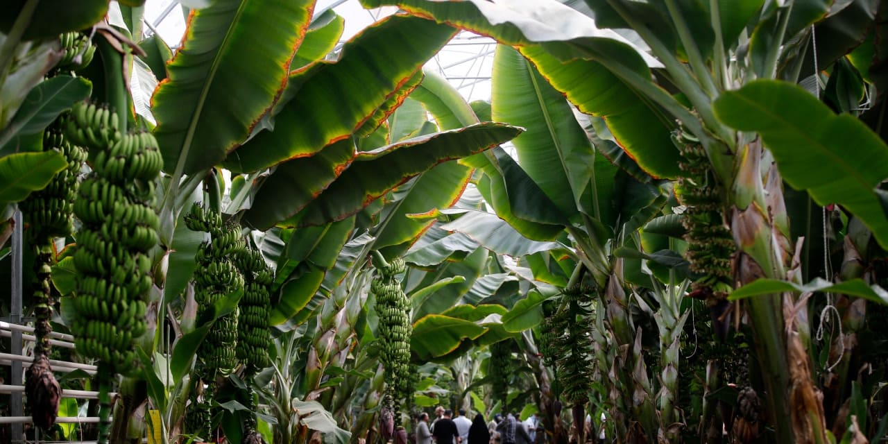 iranda tropikal meyve yetistiriliyor iaPuWrdU