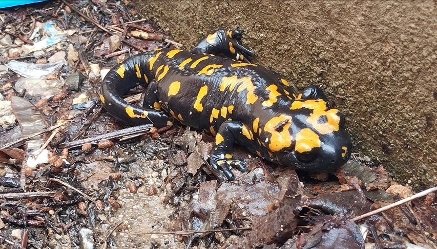 nesilleri tehdit altinda bitliste sari benekli semenderler goruldu uIJgL3VL.jpg