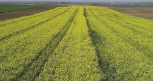 ciftciler-o-urune-yoneldi-talep-patladi-hasat-beklentisi-cok-yuksek-KZQY8mdH