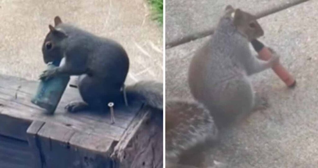 sincaplar-terk-edilmis-elektronik-sigaralari-iciyor-nedeni-aciklandi-NBrPVXNg