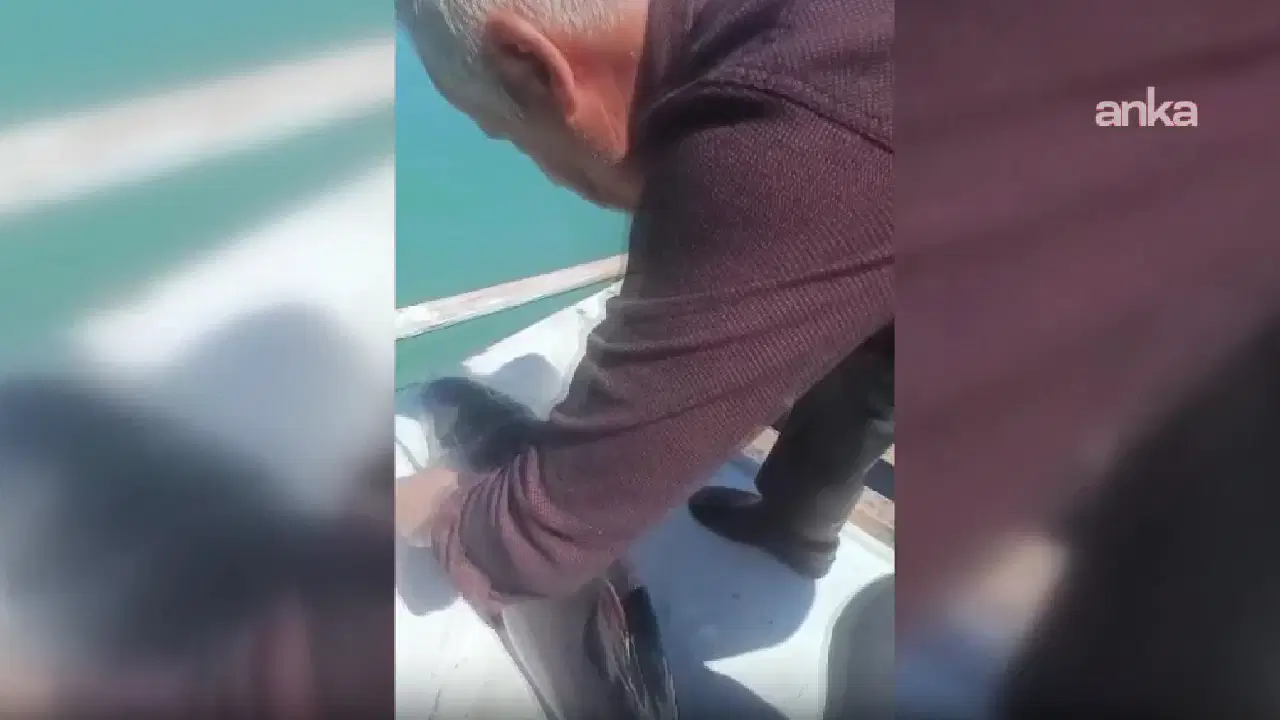 Sinop’ta Balıkçı, Ağa Takılan Yunus Yavrusunu Kurtardı